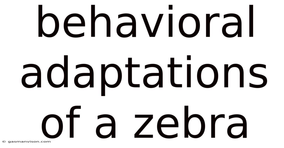 Behavioral Adaptations Of A Zebra