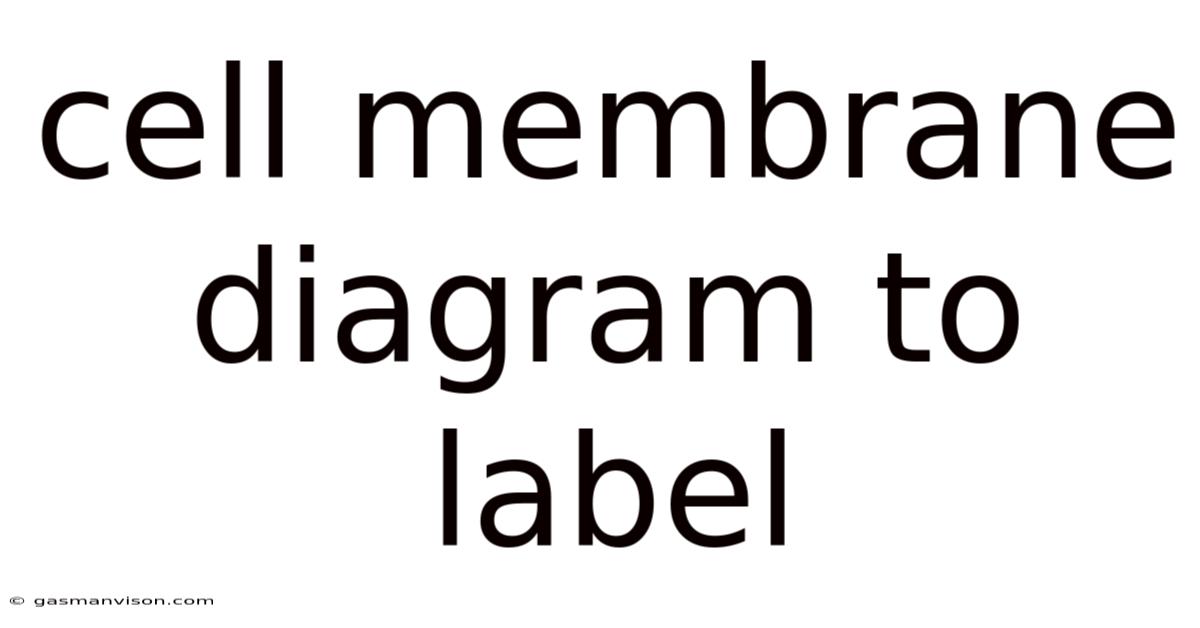 Cell Membrane Diagram To Label