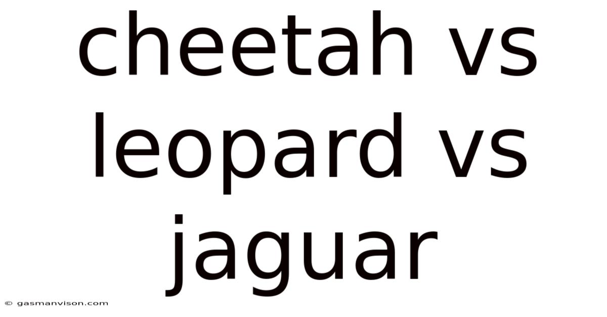 Cheetah Vs Leopard Vs Jaguar