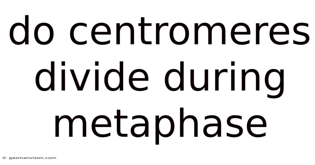 Do Centromeres Divide During Metaphase