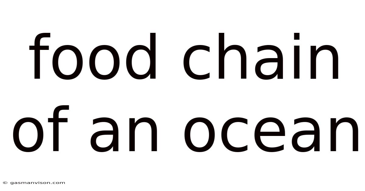 Food Chain Of An Ocean