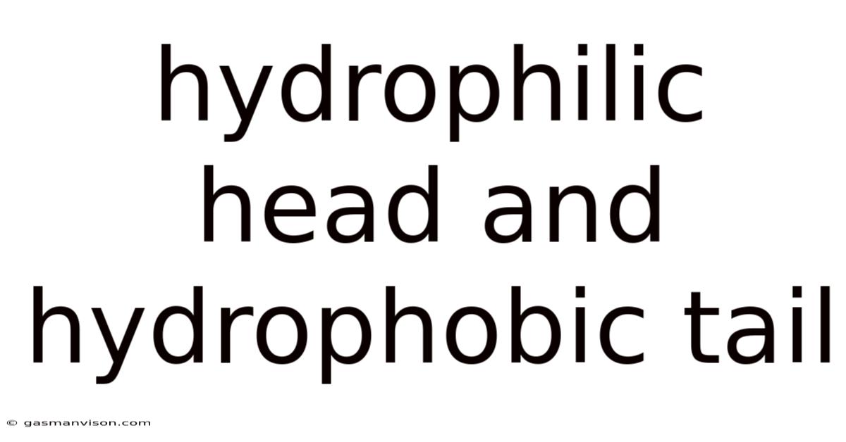 Hydrophilic Head And Hydrophobic Tail