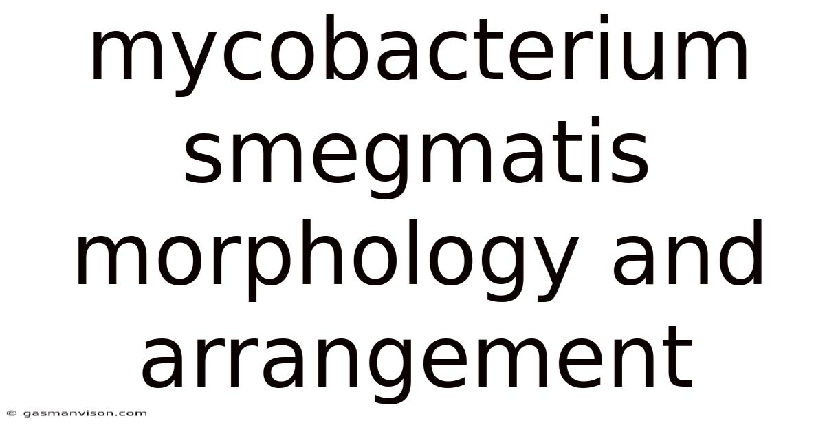 Mycobacterium Smegmatis Morphology And Arrangement