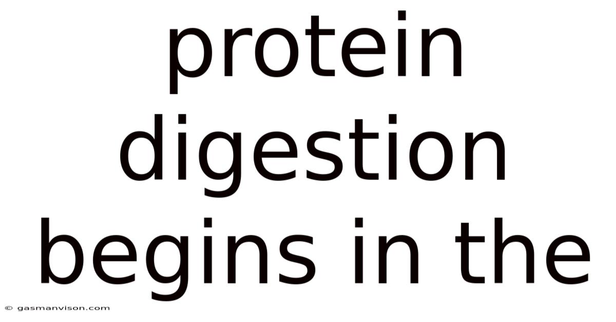 Protein Digestion Begins In The
