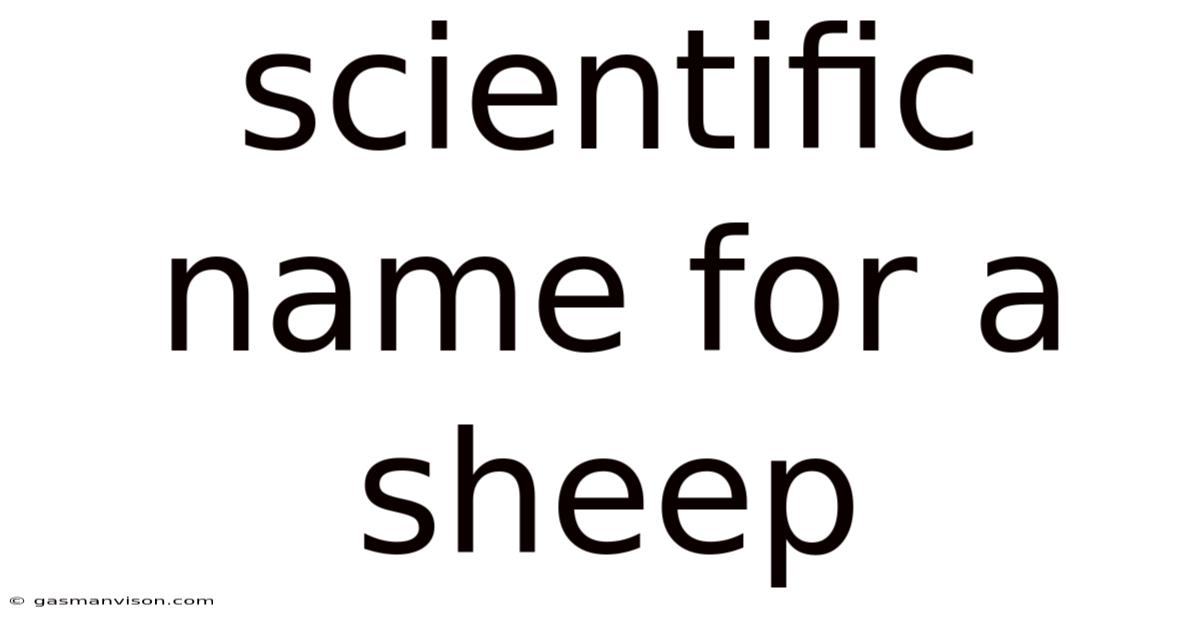 Scientific Name For A Sheep