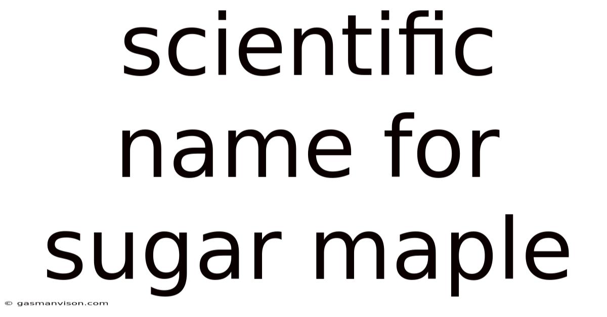 Scientific Name For Sugar Maple