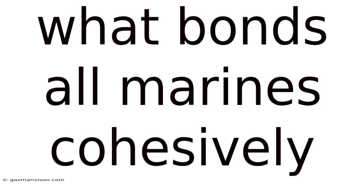 What Bonds All Marines Cohesively