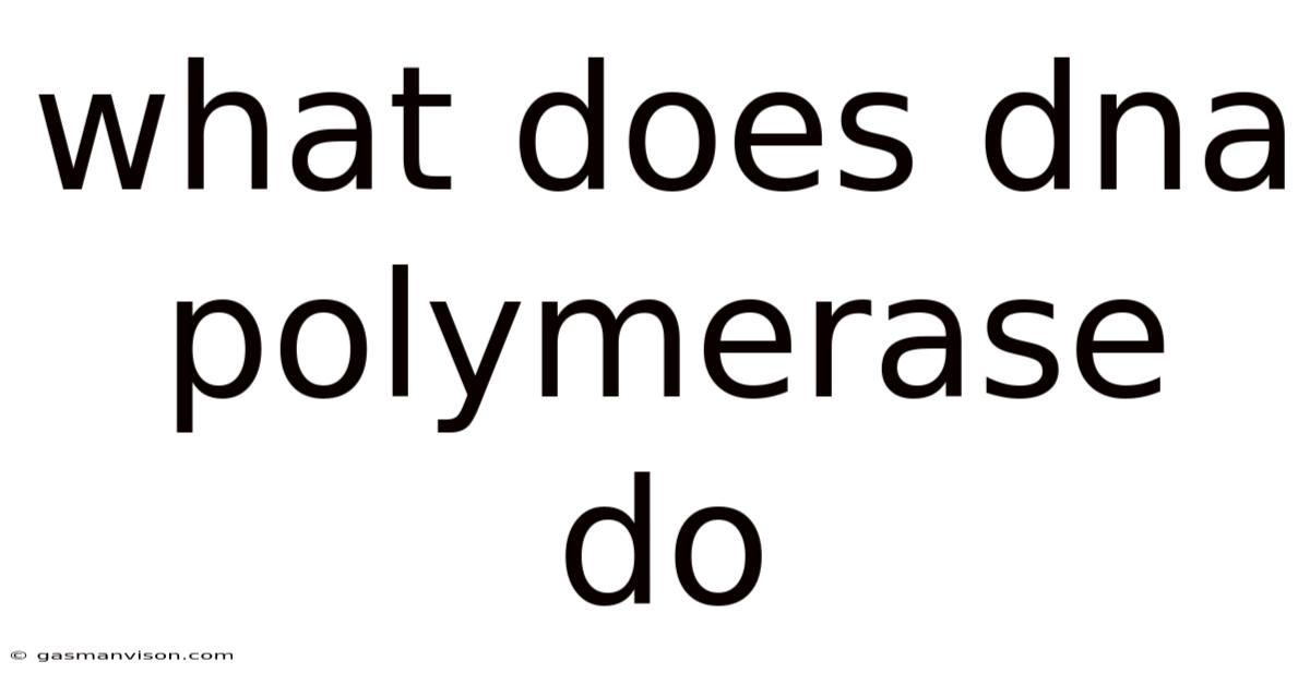 What Does Dna Polymerase Do