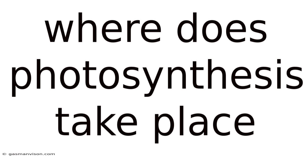 Where Does Photosynthesis Take Place