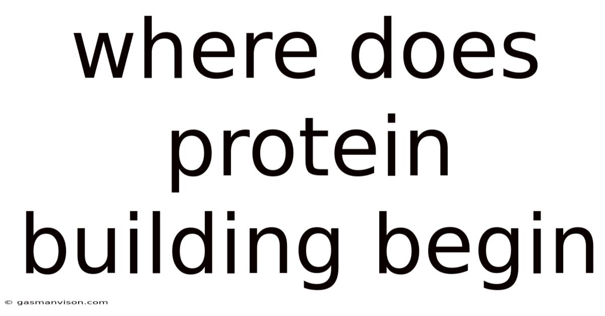 Where Does Protein Building Begin
