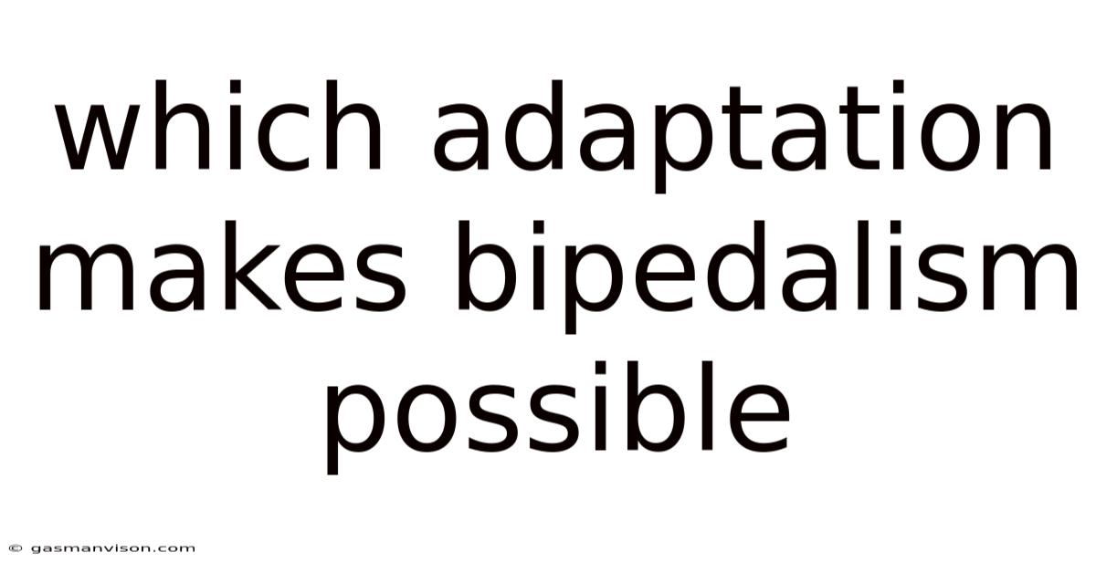 Which Adaptation Makes Bipedalism Possible