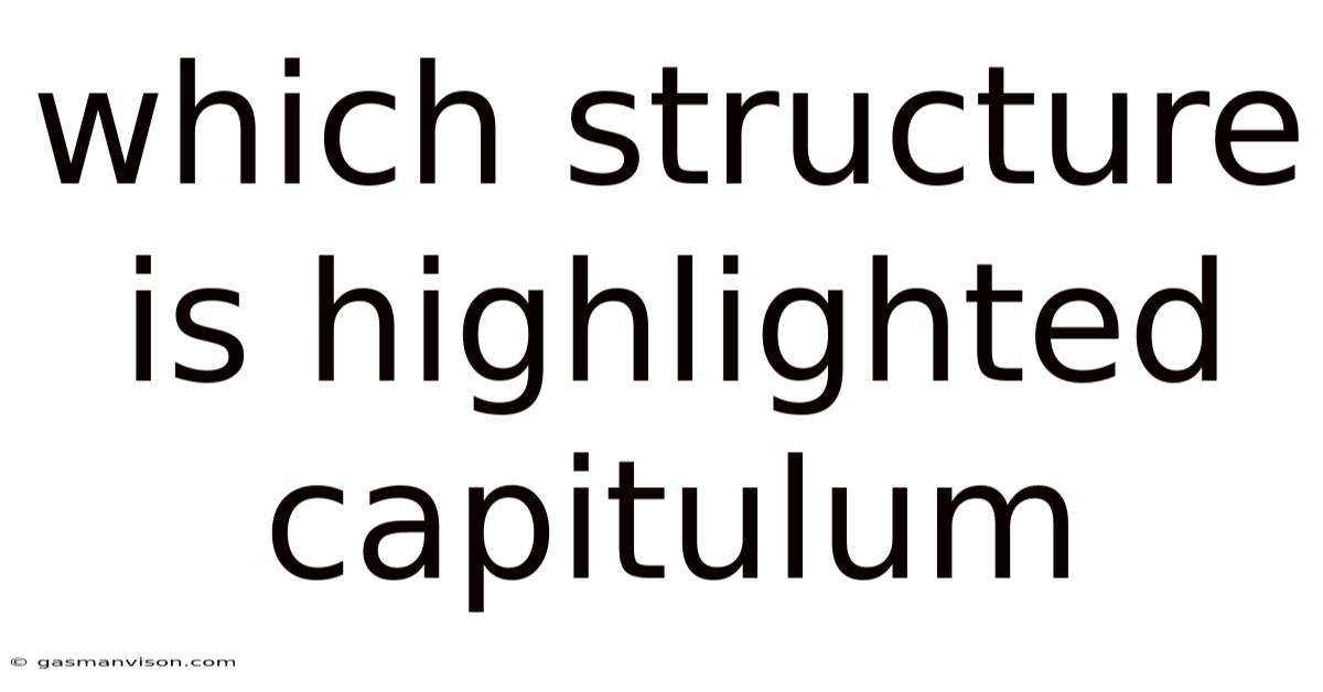 Which Structure Is Highlighted Capitulum